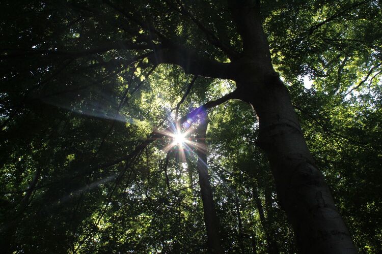 Young at Art - Laura S. ( 22 ) aus Grieskirchen