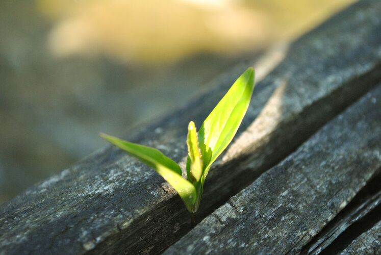 Young at Art - Anna D. ( 22 ) aus Steyr