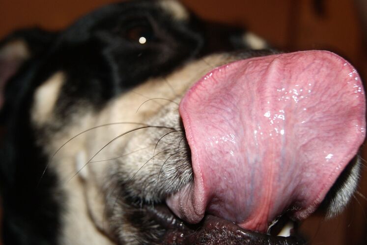 Young at Art - Vanessa Tabea S. ( 18 ) aus Wels