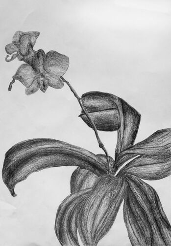 Young at Art - Sarah F. ( 19 ) aus Linz