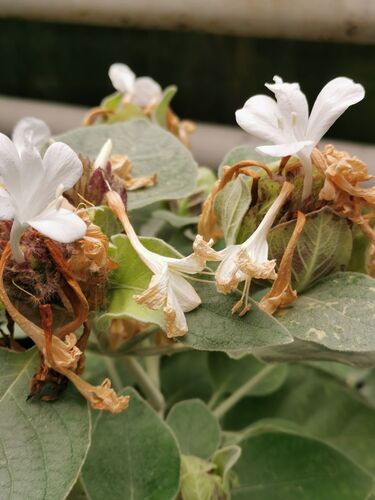 Young at Art - Verena K. ( 24 ) aus Steyr