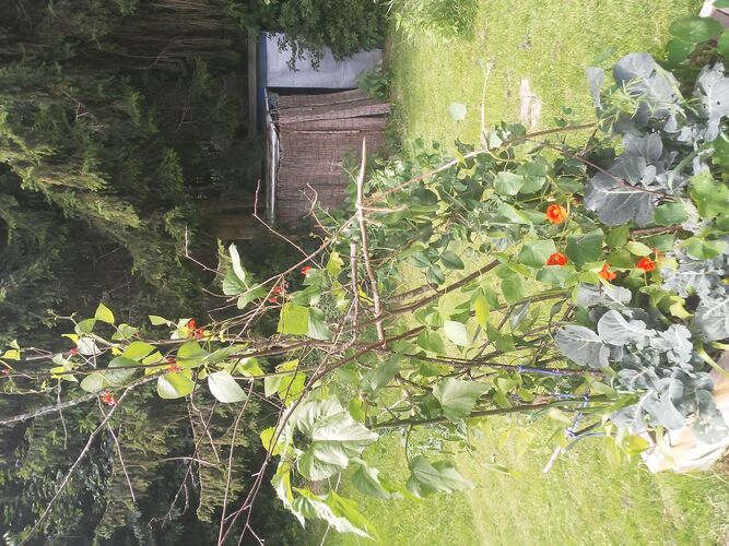 Young at Art - Natalie W. ( 19 ) aus Ried