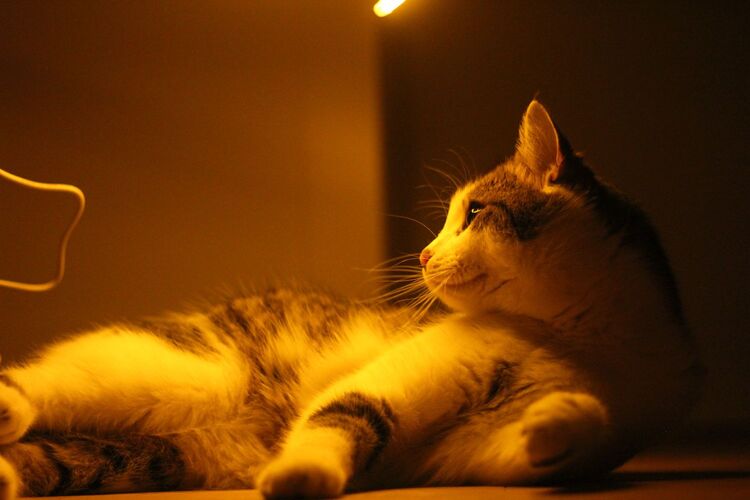 Young at Art - Paula  R. ( 19 ) aus Linz