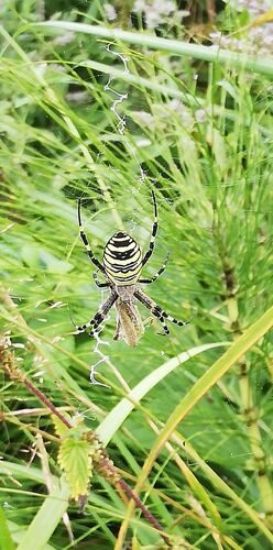 Young at Art - Laura H. ( 17 ) aus Kirchdorf