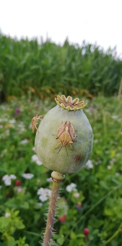 Young at Art - Nadine H. ( 20 ) aus Kirchdorf