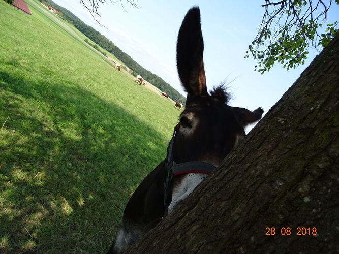 Young at Art - Lorena E. ( 22 ) aus Braunau