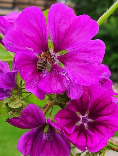 Young at Art - Flora S. ( 14 ) aus Vöcklabruck