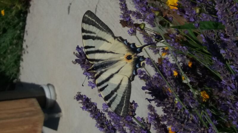 Young at Art - Verena F. ( 19 ) aus Perg