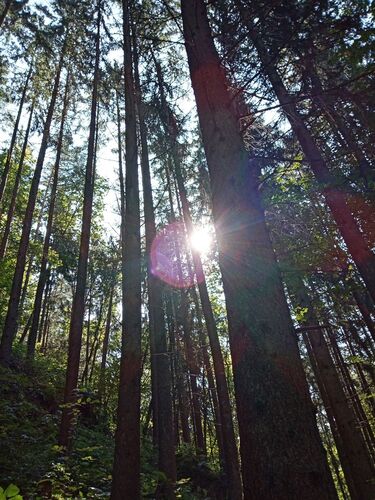 Young at Art - Verena F. ( 19 ) aus Perg