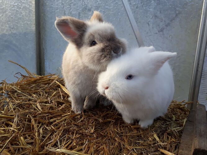 Young at Art - Adele M. ( 18 ) aus Freistadt