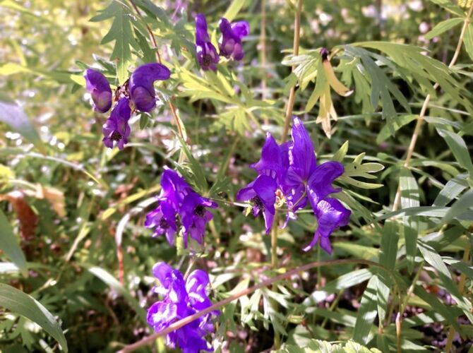 Young at Art - Sara P. ( 20 ) aus Linz-Land