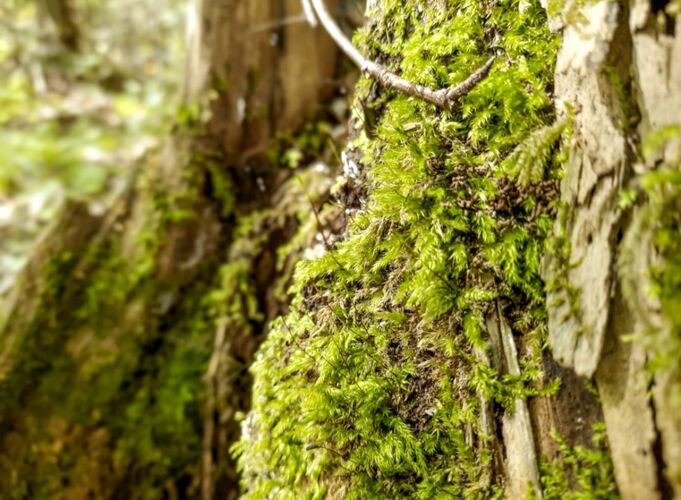 Young at Art - Sara P. ( 20 ) aus Linz-Land