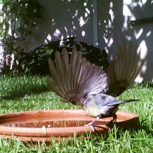 Young at Art - Simon P. ( 5 ) aus Linz-Land