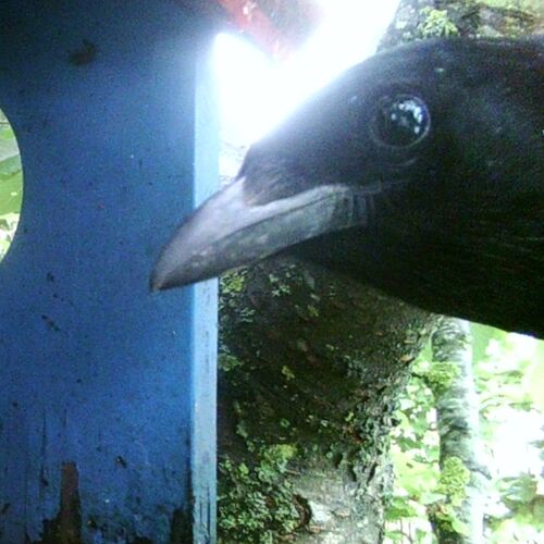 Young at Art - Simon P. ( 20 ) aus Linz-Land