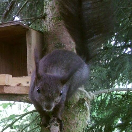 Young at Art - Simon P. ( 20 ) aus Linz-Land