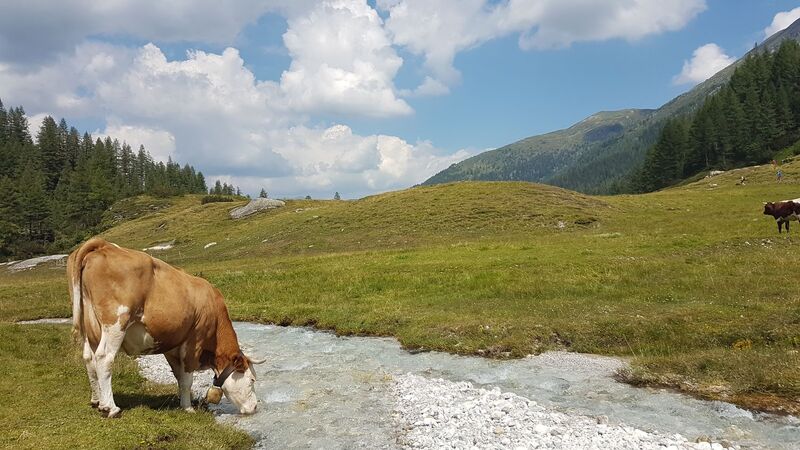 Young at Art - Christina H. ( 16 ) aus Linz-Land