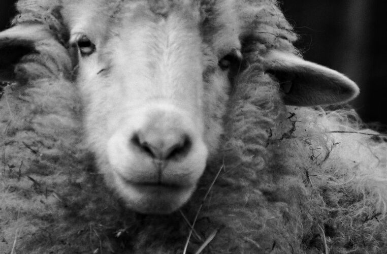 Young at Art - Salome M. ( 22 ) aus Urfahr-Umgebung