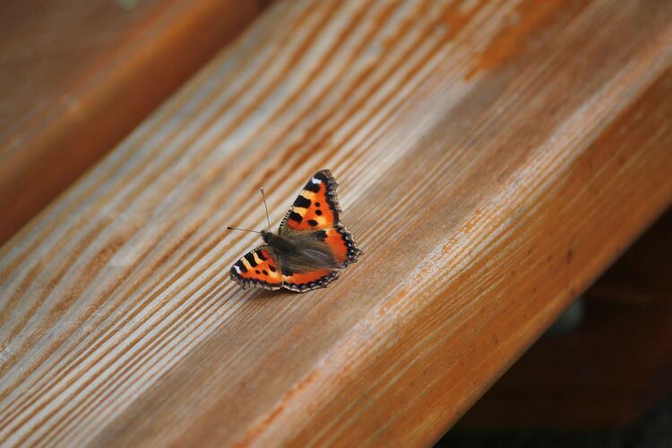 Young at Art - Lara aus Freistadt