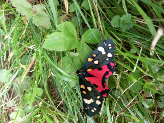 Young at Art - Lukas  aus Schärding