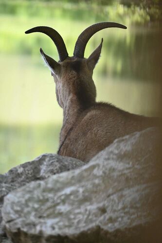 Young at Art - Dorfer aus Steyr