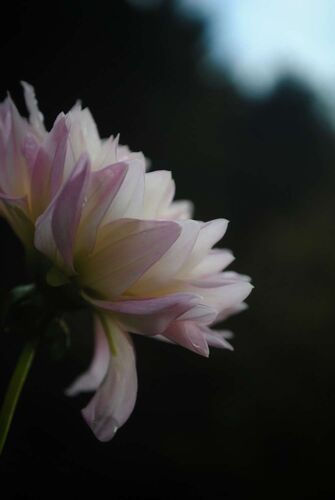 Young at Art - Dorfer aus Steyr