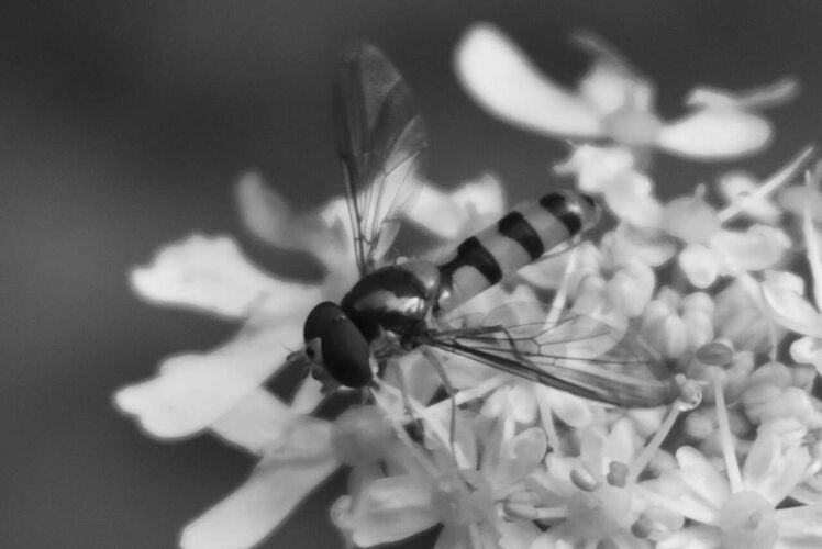 Young at Art - . aus Steyr