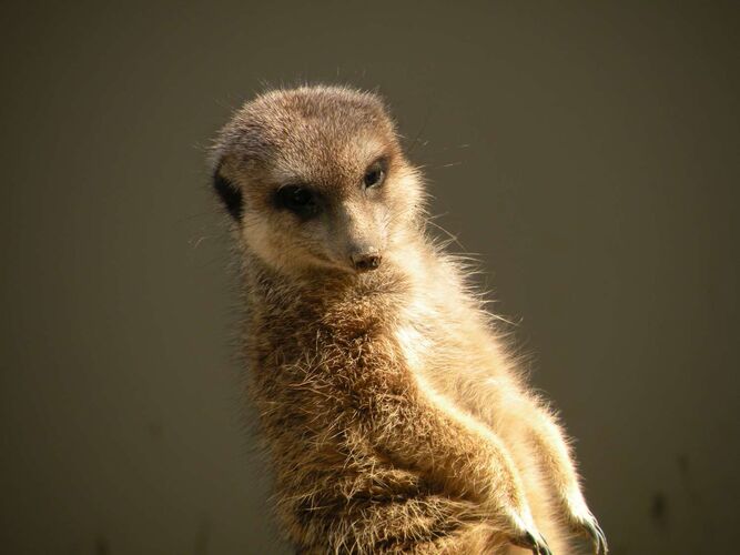 Young at Art - Leo aus Grieskirchen