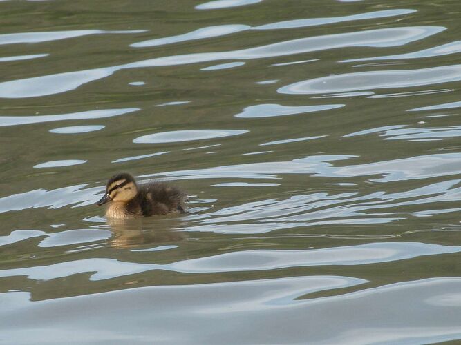 Young at Art - Leo aus Grieskirchen