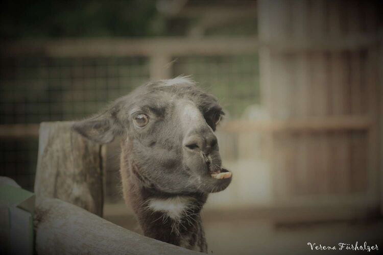 Young at Art - Verena aus Perg