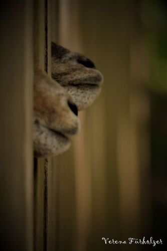 Young at Art - Verena aus Perg