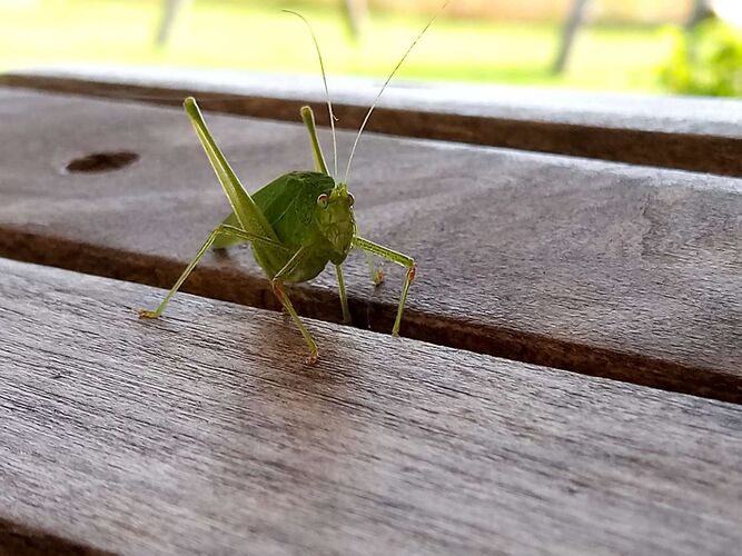 Young at Art - Marion aus Perg