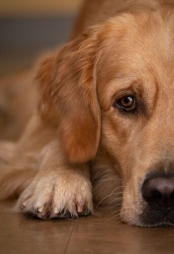 Young at Art - Sara aus Linz-Land