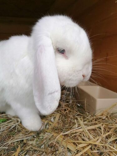 Young at Art - Elena aus Gmunden