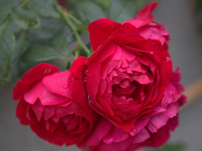 Young at Art - Alexa aus Steyr