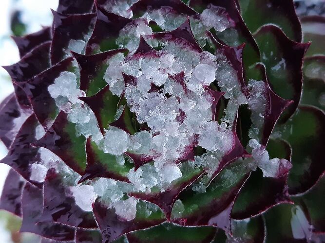 Young at Art - Jasmin aus Steyr