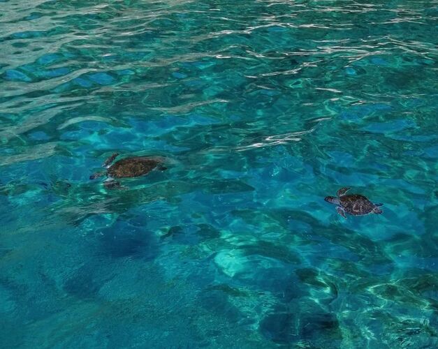 Young at Art - Selma Amina aus Linz