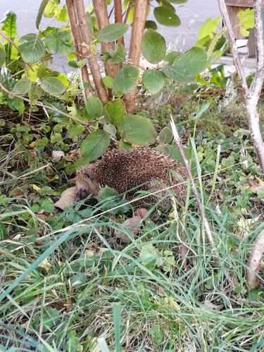 Young at Art - Selma Amina aus Linz