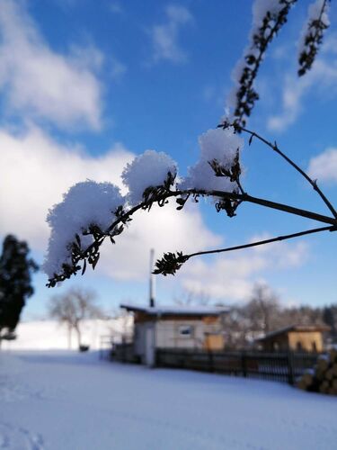Young at Art - Selma Amina aus Linz
