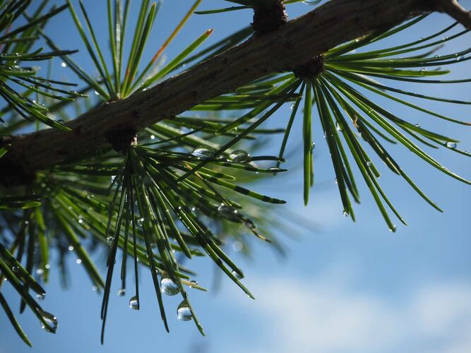 Young at Art - Sophie aus Linz-Land