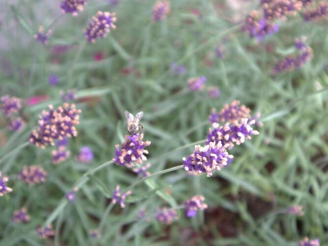 Young at Art - Alexa aus Steyr