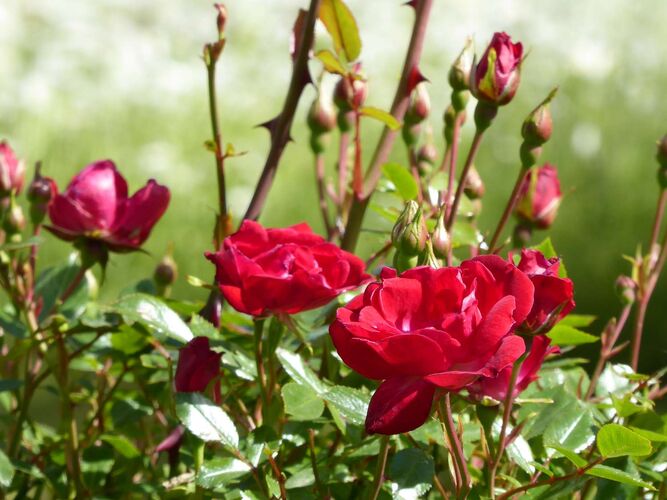 Young at Art - Emanuel aus Linz