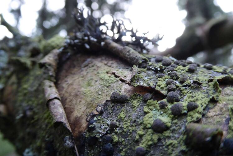 Young at Art - Emanuel aus Linz