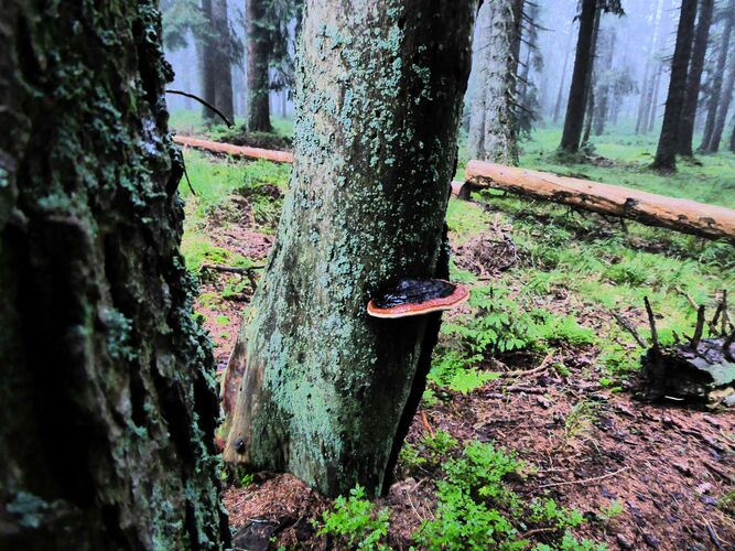 Young at Art - Emanuel aus Linz