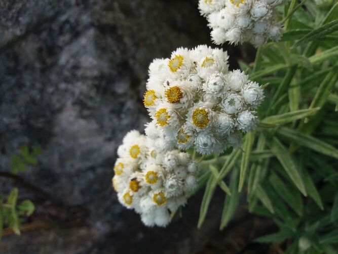 Young at Art - Corina aus Braunau