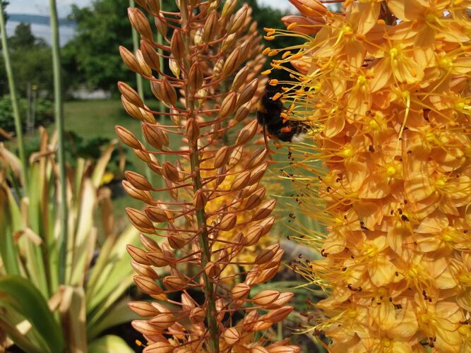 Young at Art - Corina aus Braunau