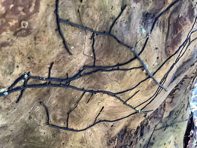 Young at Art - Moritz aus Vöcklabruck