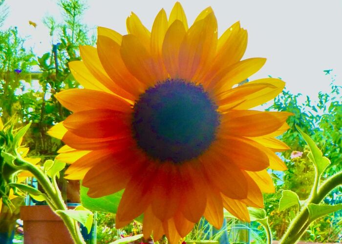 Young at Art - Katharina aus Gmunden