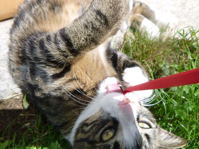 Young at Art - Katharina aus Gmunden