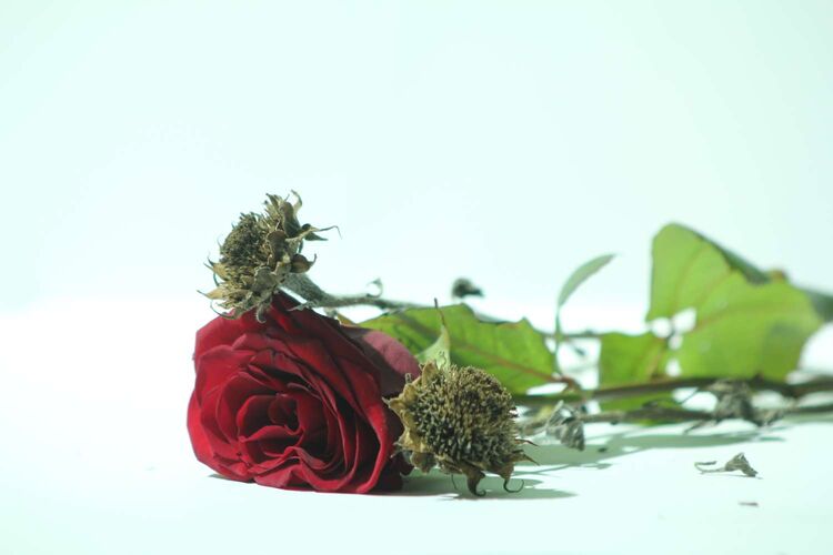 Young at Art - Amelie aus Ried