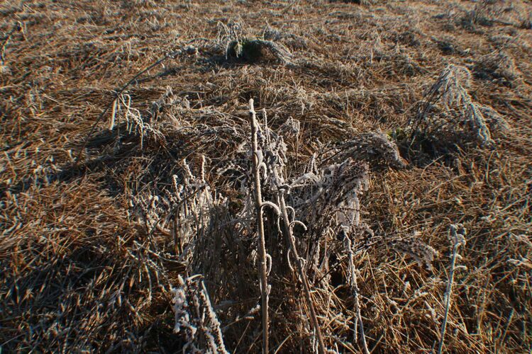 Young at Art - Laurin aus Ried